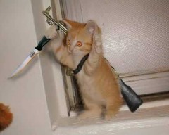 Kitty evil